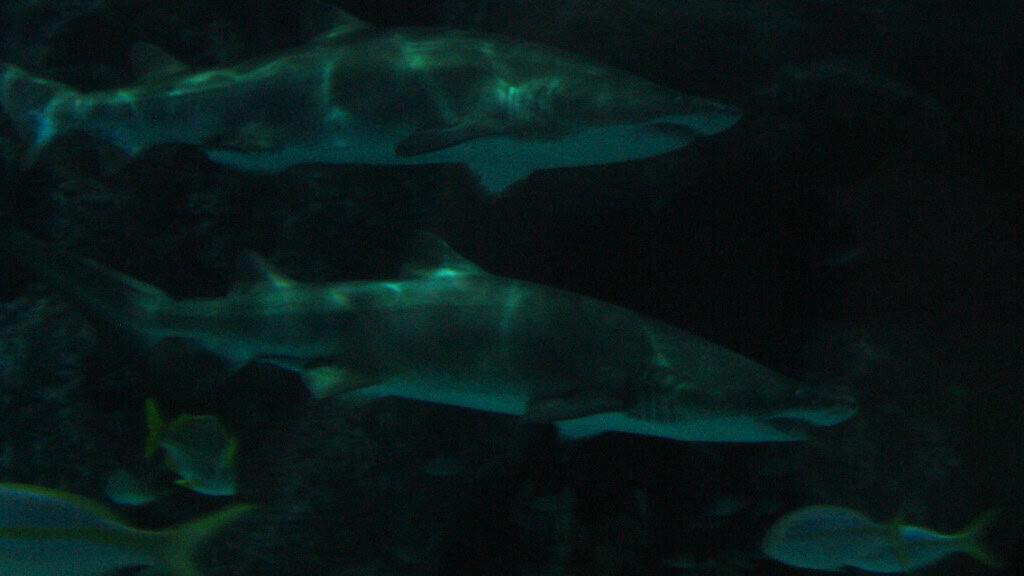 Sandbar shark