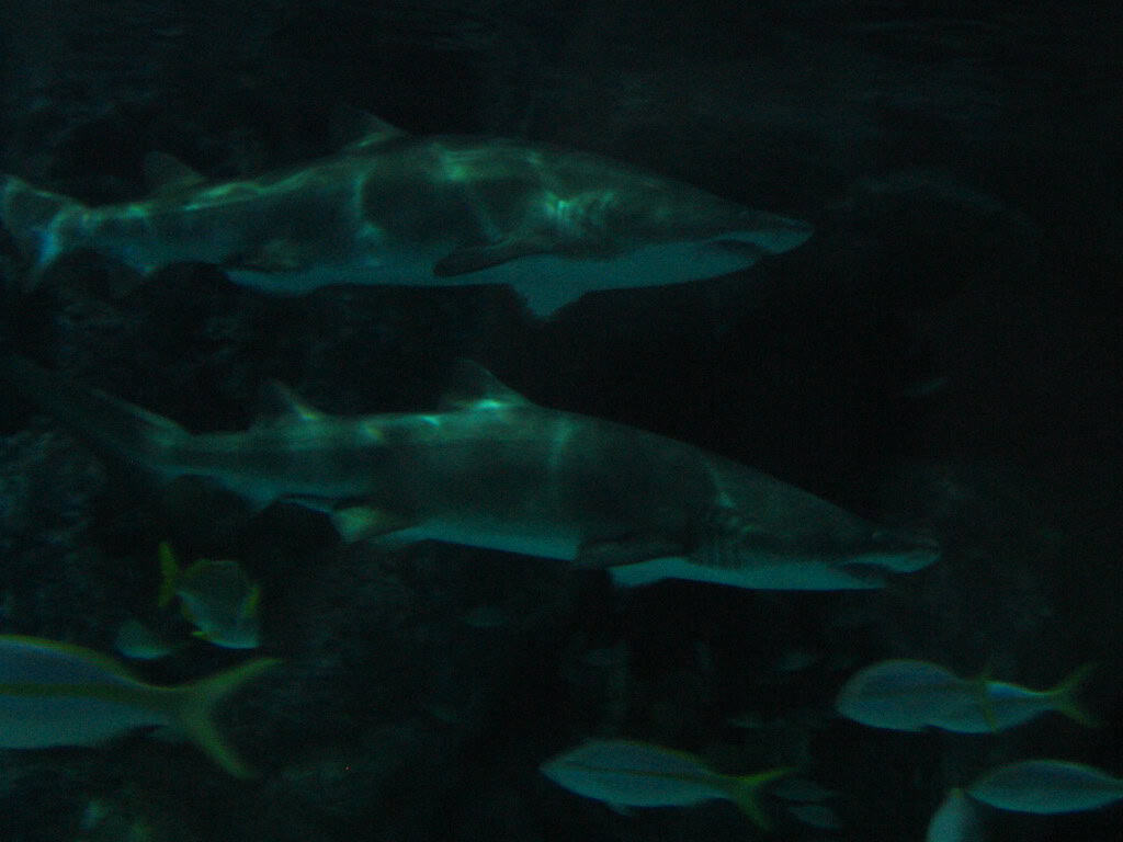 Sandbar shark
