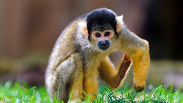How Monkeys Are Trained in Certain Cultures&mdash;And the Ethics Behind It