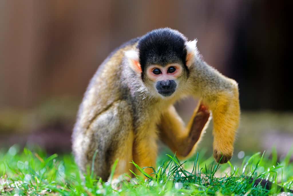 Squirrel Monkey