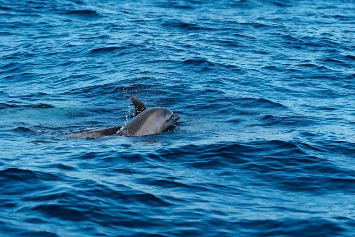 A dolphin swimming in the ocean with it's head above the water
