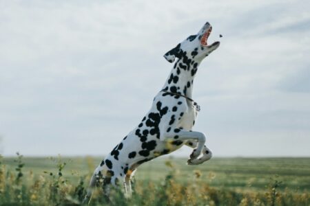 Why Dalmatians Might Be America&rsquo;s Most Misunderstood Dog
