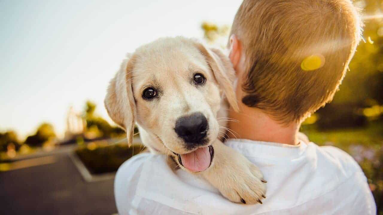 Happy puppy dog on owner's shoulder.