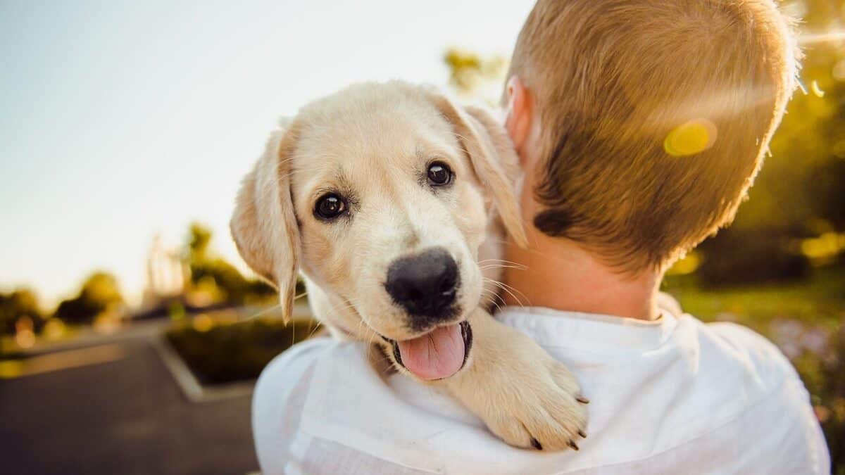 Happy puppy dog on owner's shoulder.