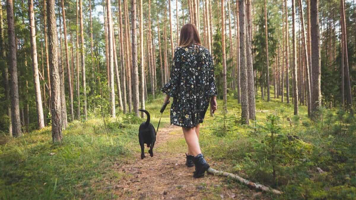Dog walking with owner