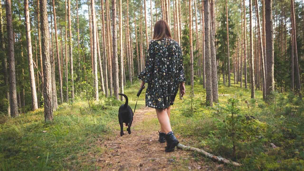 Dog walking with owner
