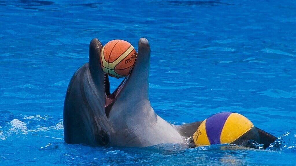dolphin playing with ball