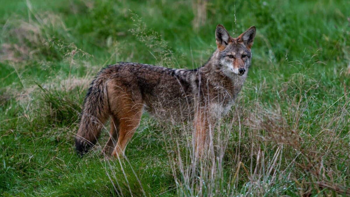 animal standing on grass during day