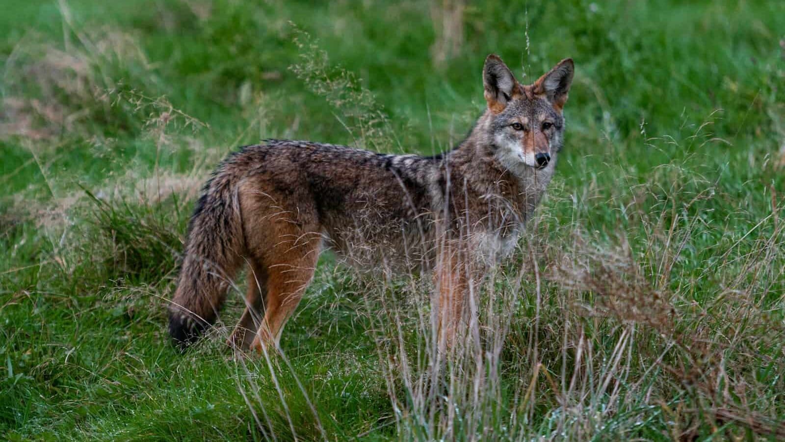 animal standing on grass during day