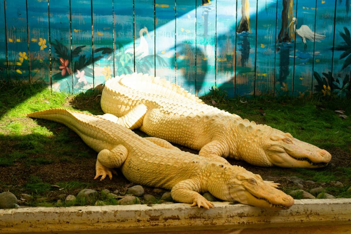 Two albino alligators being shown in public.