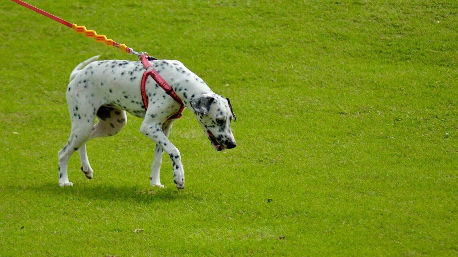 a dalmatian dog on a leash in a field