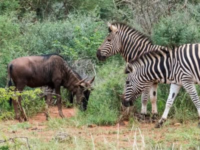 How Zebras Form Alliances with Other Species