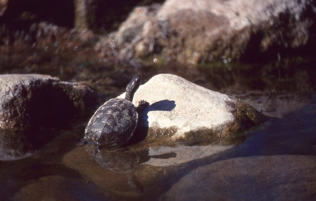 Pond turtle