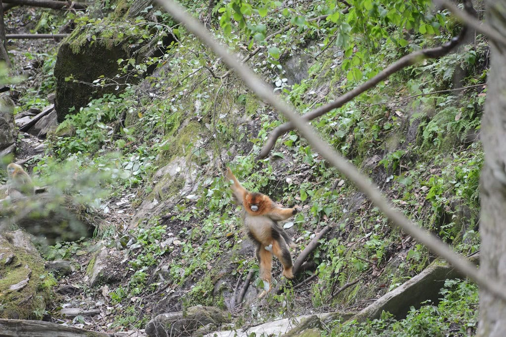 Golden snub-nosed monkey