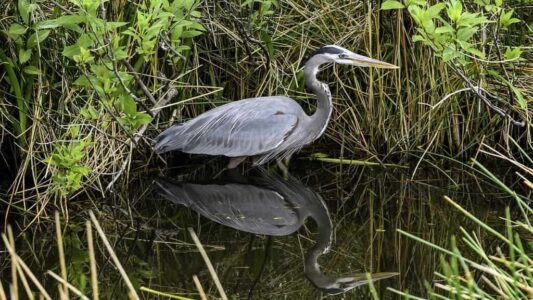 10 Largest Birds That Soar Over the U.S.