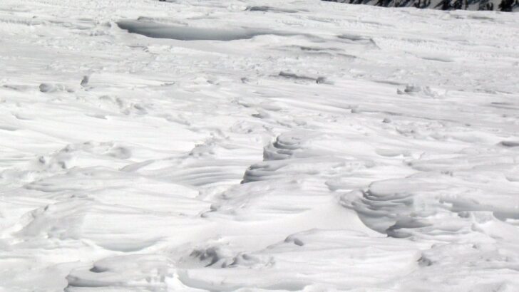 These U.S. Critters Are True Winter Survivors