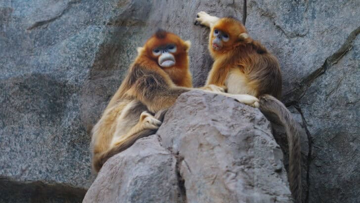 The Mating Rituals of the Golden Snub-Nosed Monkey