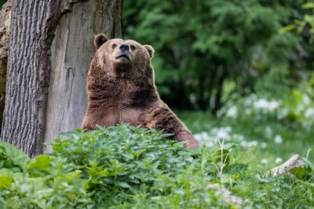Why Bears Rub Their Backs Against Trees