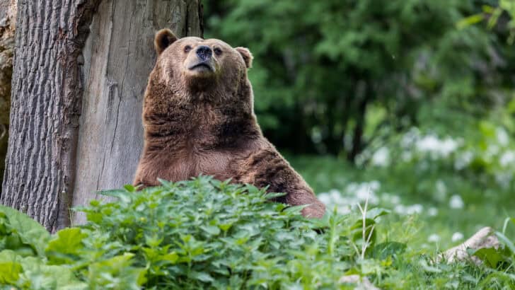 Why Bears Rub Their Backs Against Trees