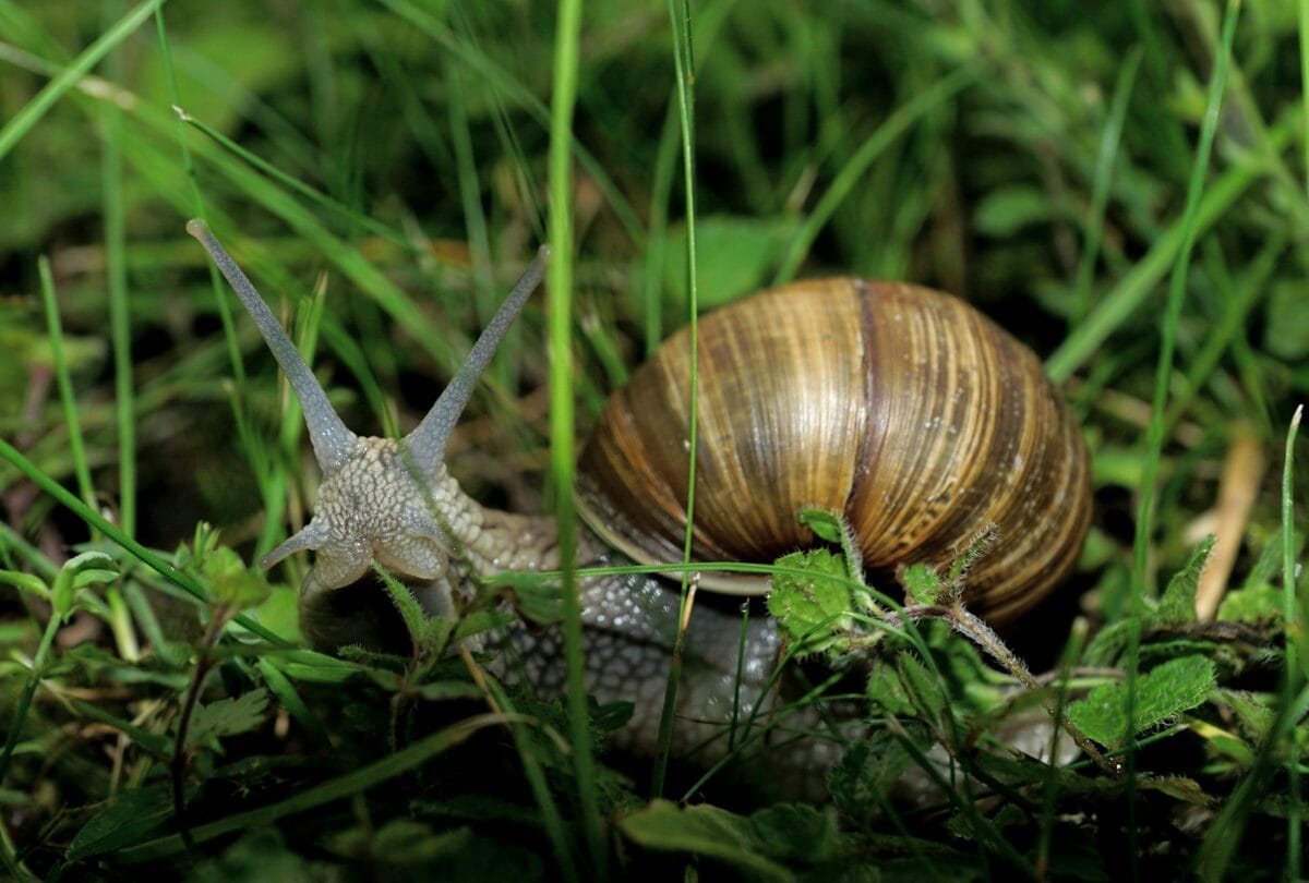 a snail crawling in the grass next to another snail