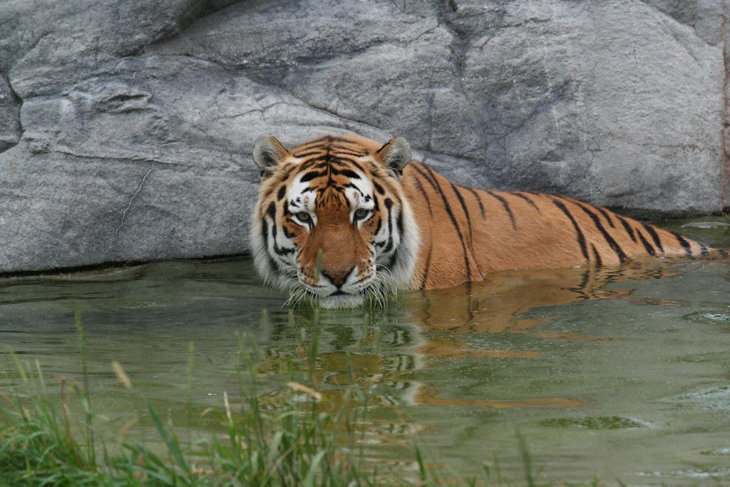 Tiger swimming