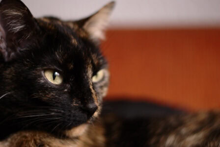 13 Subtle Ways Cats Show They Love You