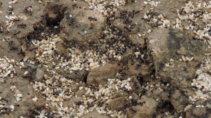 How Scent Trails Help Ants Build Massive Underground Cities