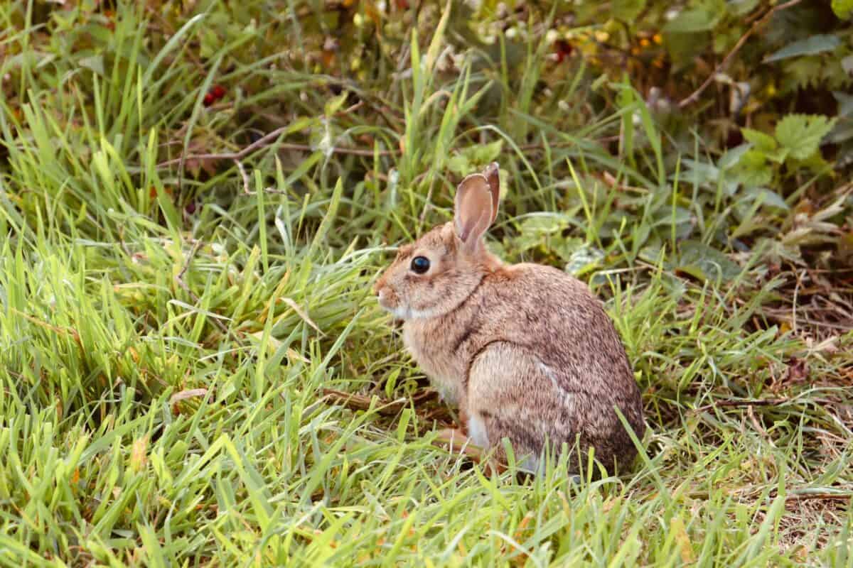brown rabbit on green grass during daytime