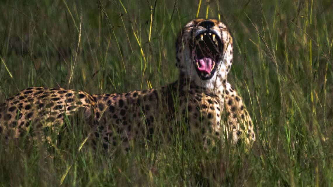 a cheetah yawns in a field of tall grass
