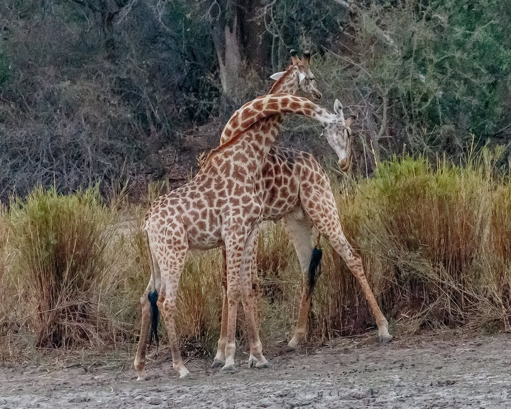 Giraffe fight