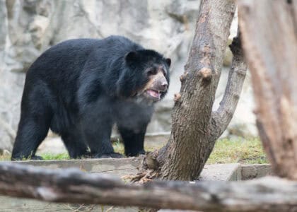 Saving the Andean Bear: South America’s Shy Giant