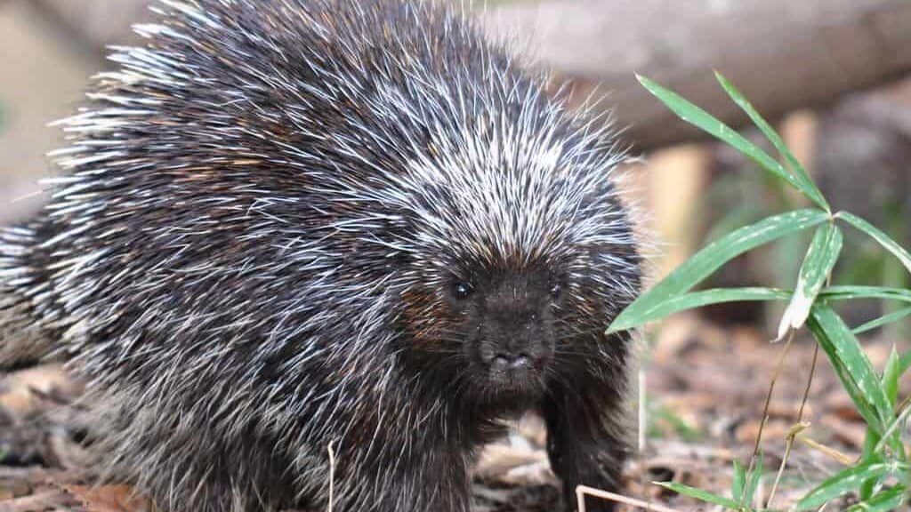Porcupines