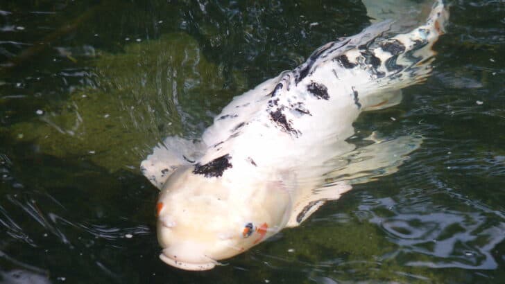 The Magic Fish That Grants Wishes in European Fairy Tales