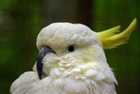 This Parrot Species Now Mimics City Sounds to Survive