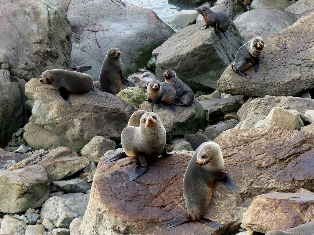 Seal colony