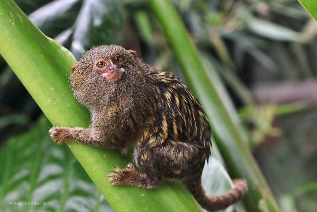 Pygmy Marmoset monkey