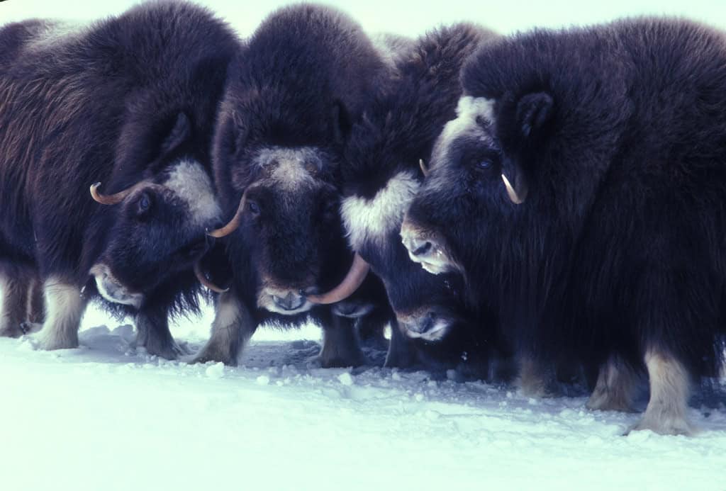 Muskox