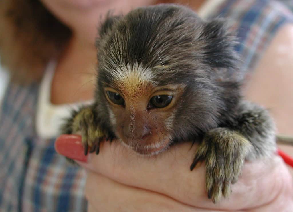 Pygmy Marmoset