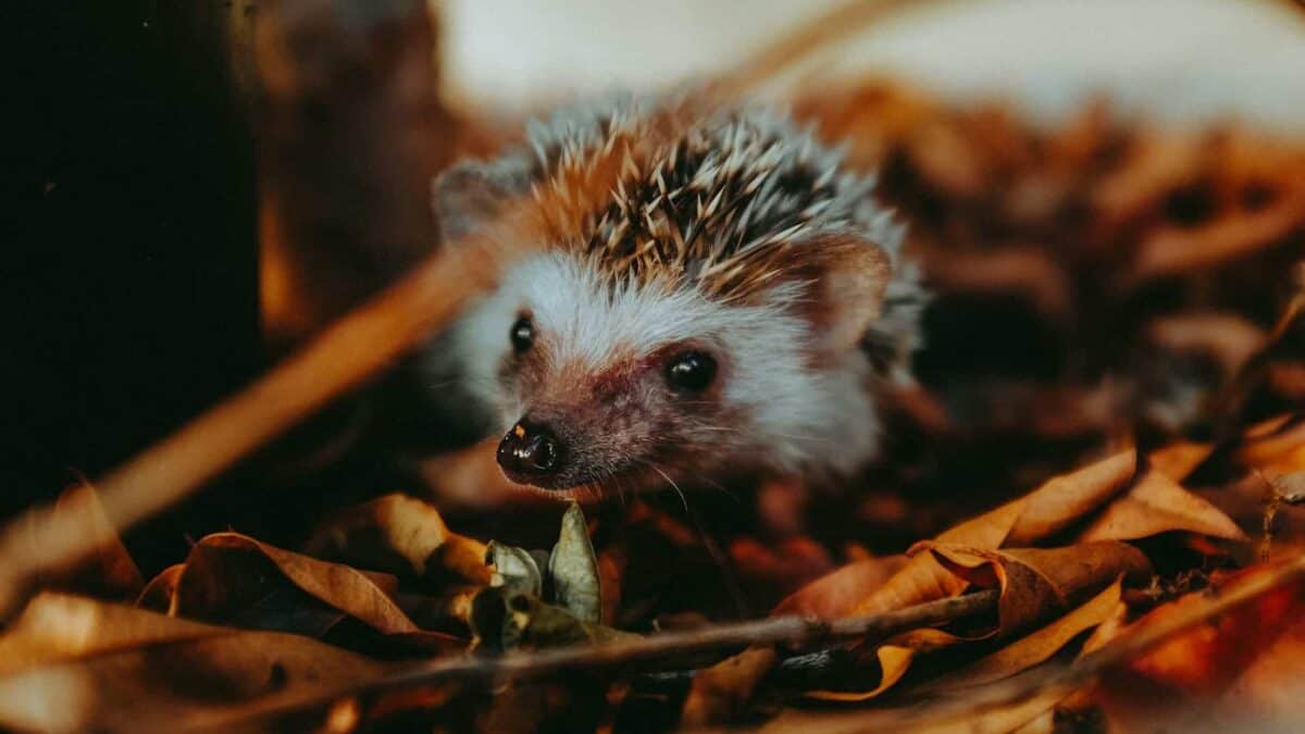Hedgehog