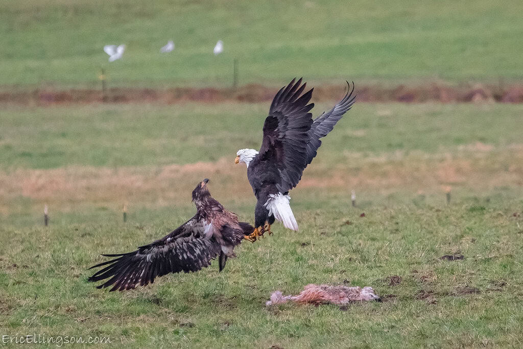Bald Eagles Fighting