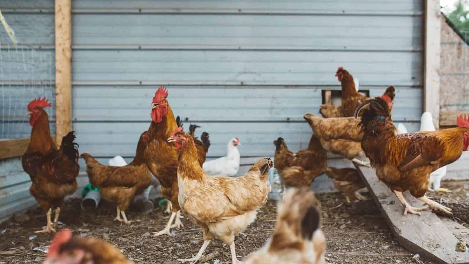 chicken