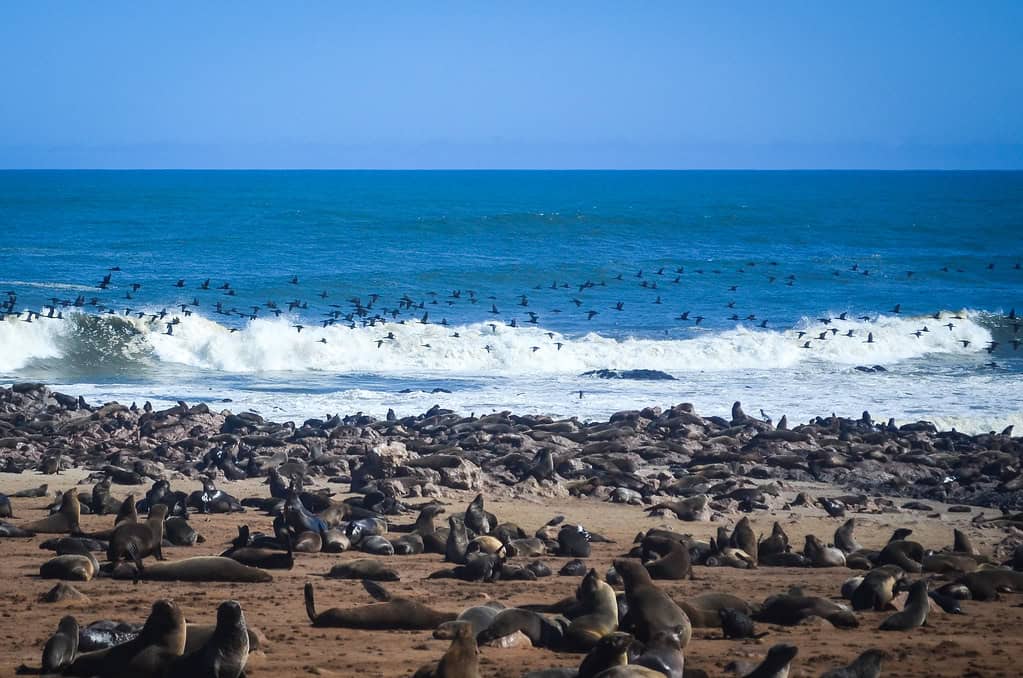 Seal colony