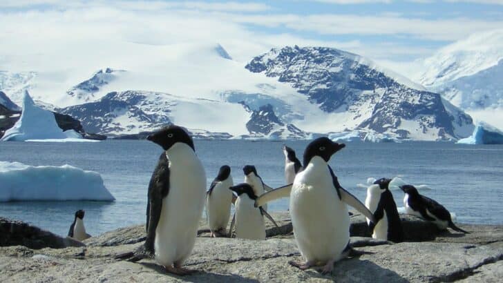 How Penguins Navigate Without a Compass