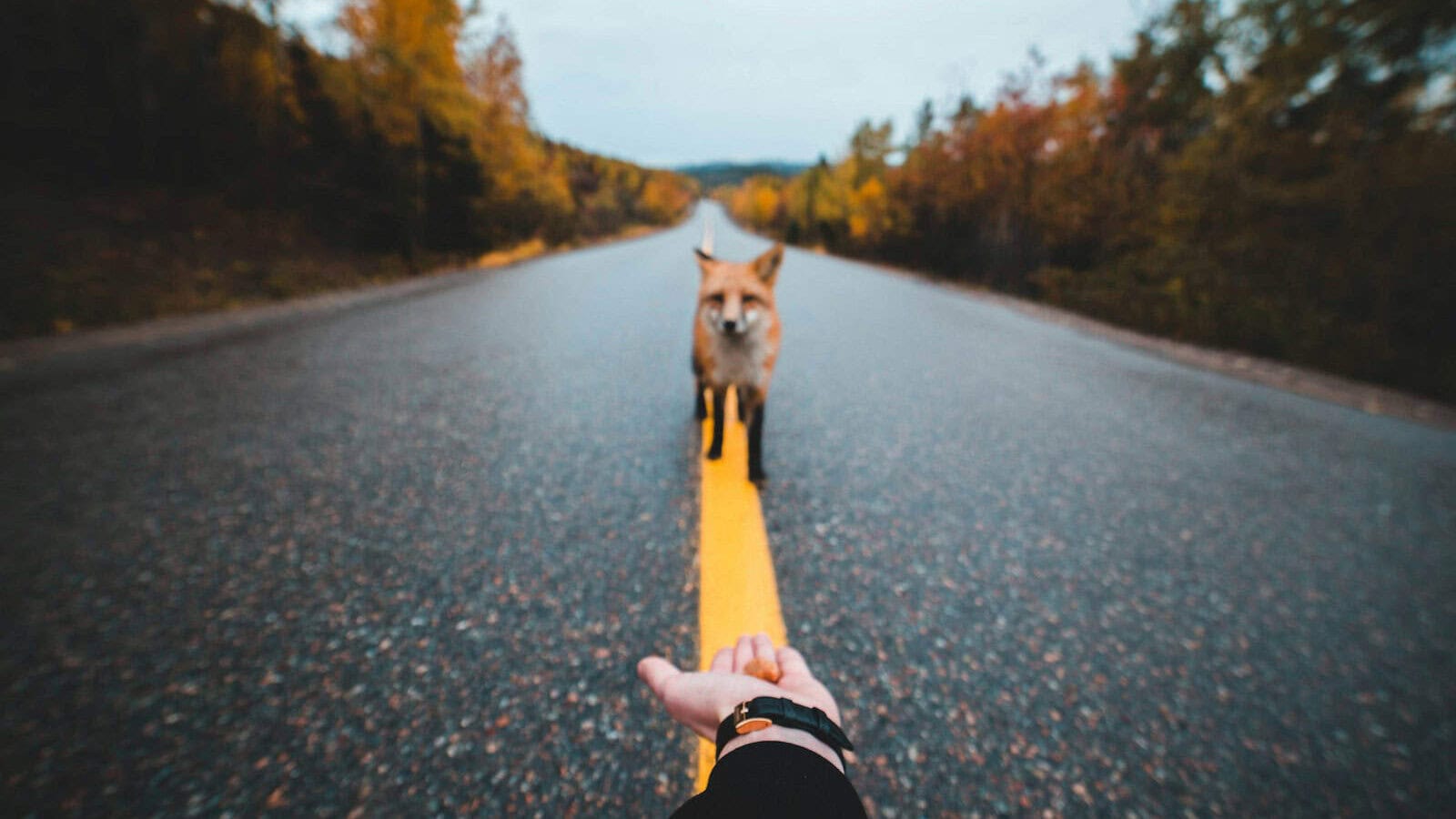 brown fox on road