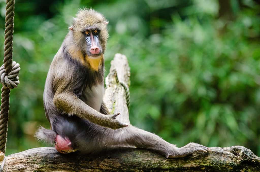 Mandrill. Image by Openverse. 