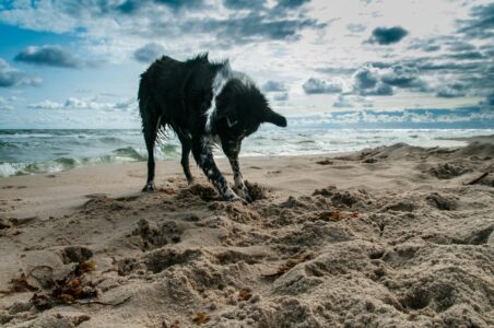 Heroic Animals of WWI and WWII You’ve Never Heard Of