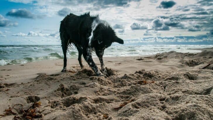 Heroic Animals of WWI and WWII You’ve Never Heard Of