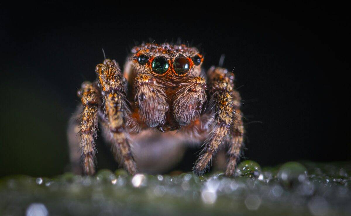 A close-up look at a spider's face.