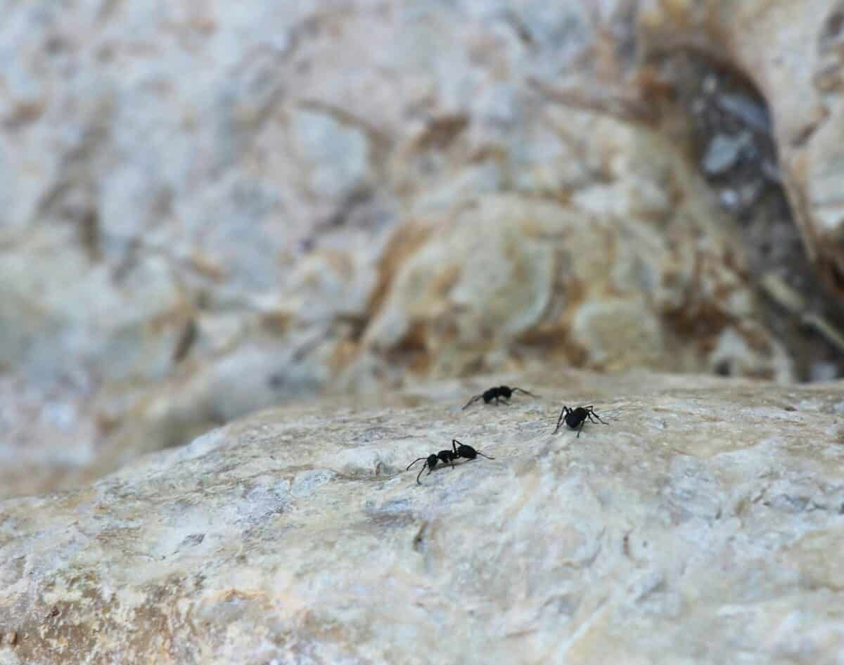 A group of ants trying to find food.