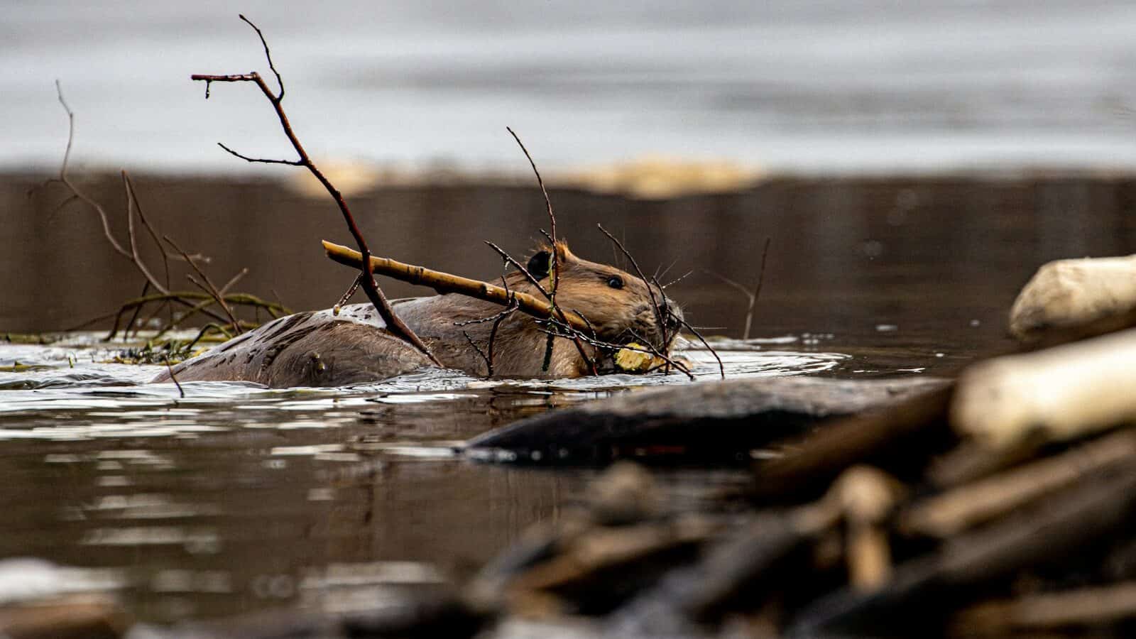 a bug on a log in the water
